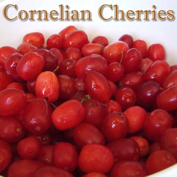 cherrycompote3 cherrycompote31 Suhoor Ramadan 1