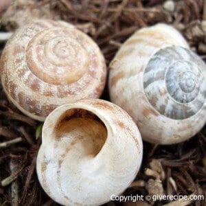 Homeless Turkish Snails To Europe | giverecipe.com