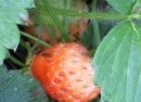 organicstrawberries organicstrawberries