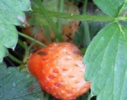 organicstrawberries
