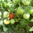 tomato