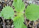 stingingnettle stingingnettle