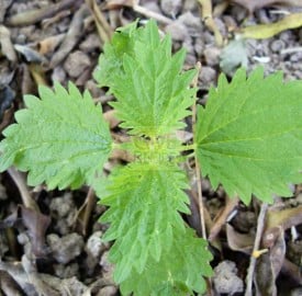 stingingnettle