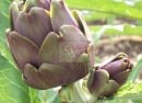 artichoke artichoke