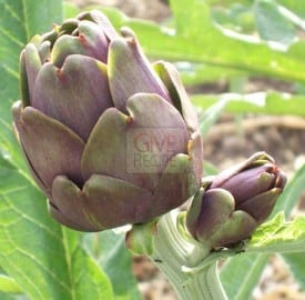 artichoke
