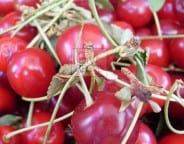 cherry