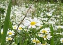 daisy daisy