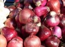 onion1 onion1