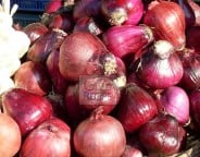 onion1