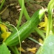 cucumber