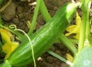 cucumber cucumber