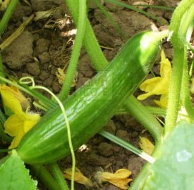 cucumber