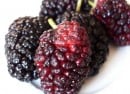 mulberry mulberry