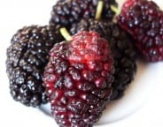 mulberry