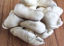 oyster-rmushroom oyster-rmushroom