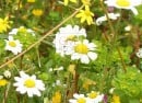 daisy daisy