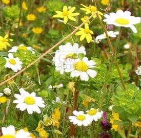 daisy