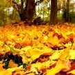 fall