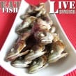 horsemackerel