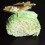 cabbage