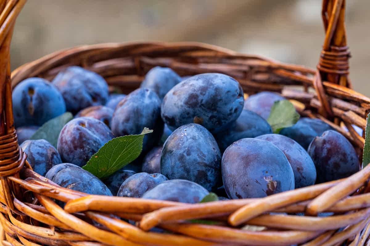 Fresh damson plums in a basket.