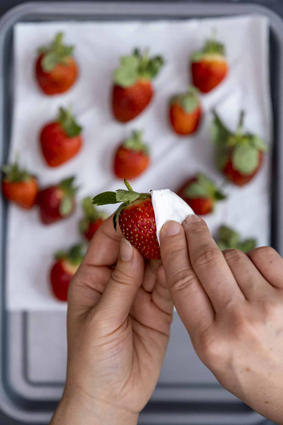 Hands drying strawberries with paper towel.