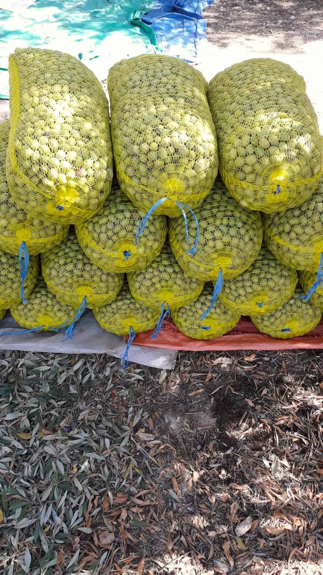 Fresh green olives in several bags on the ground.