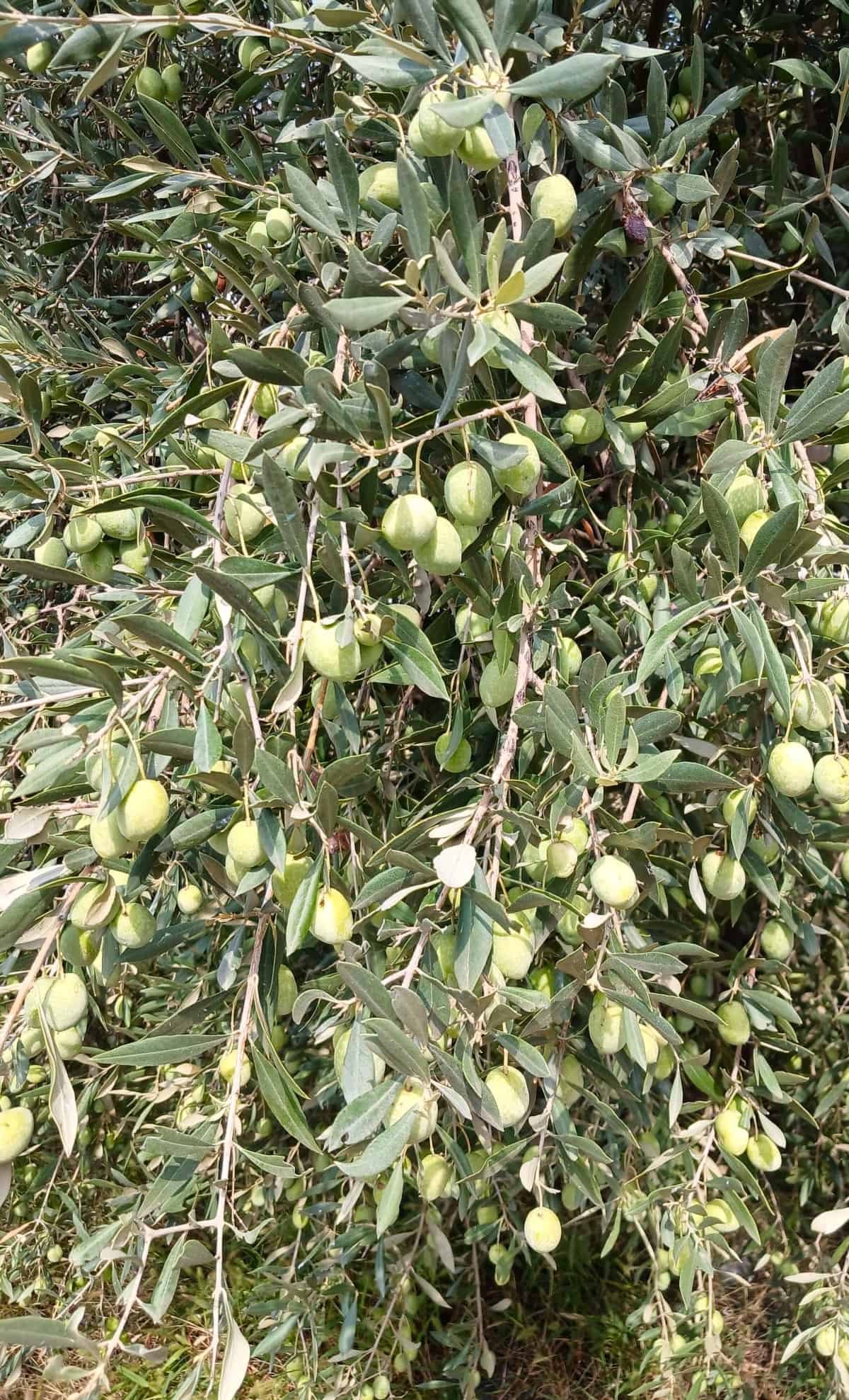 Fresh green olives on the tree.