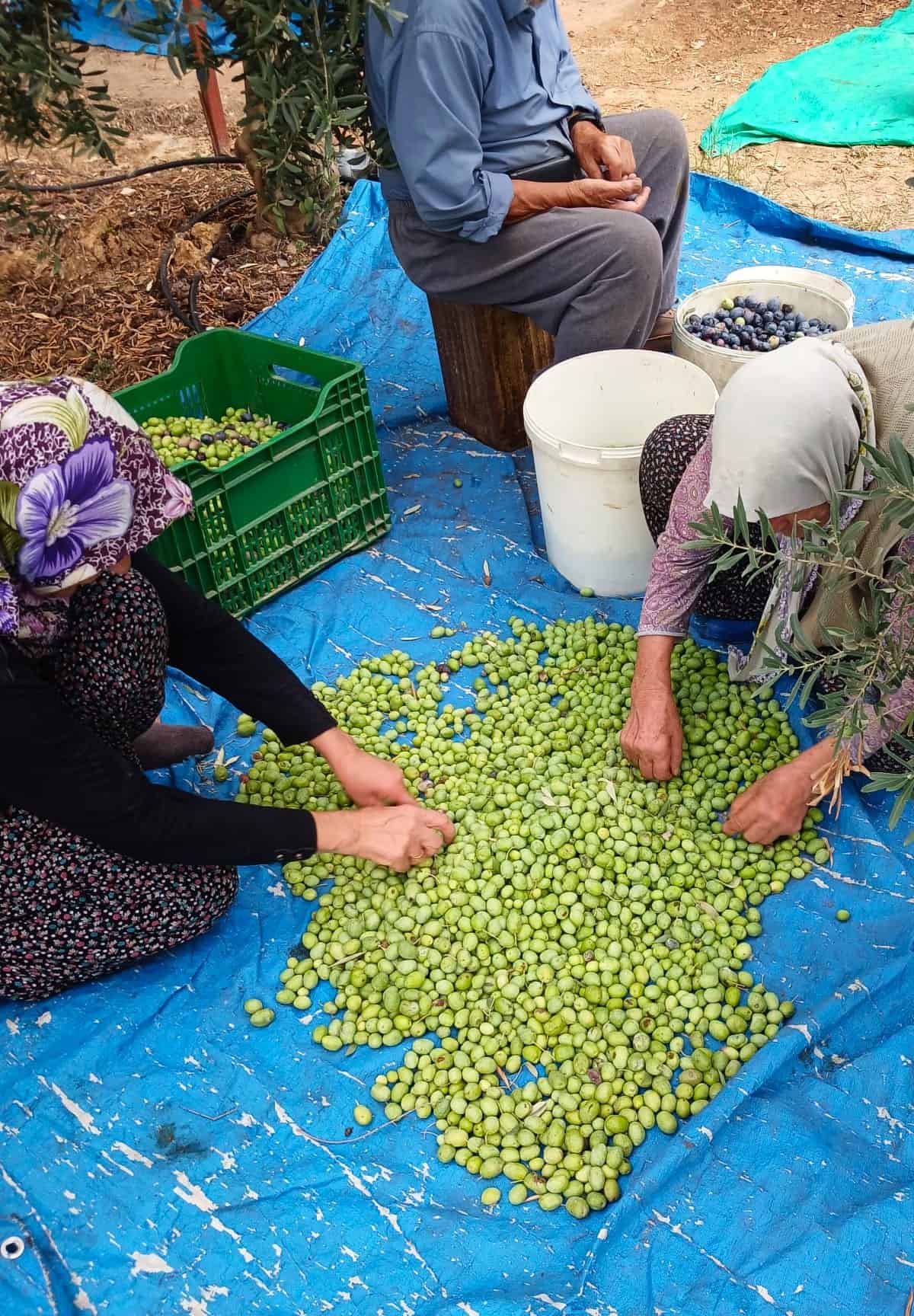 Local people sorting fresh olives on the ground.