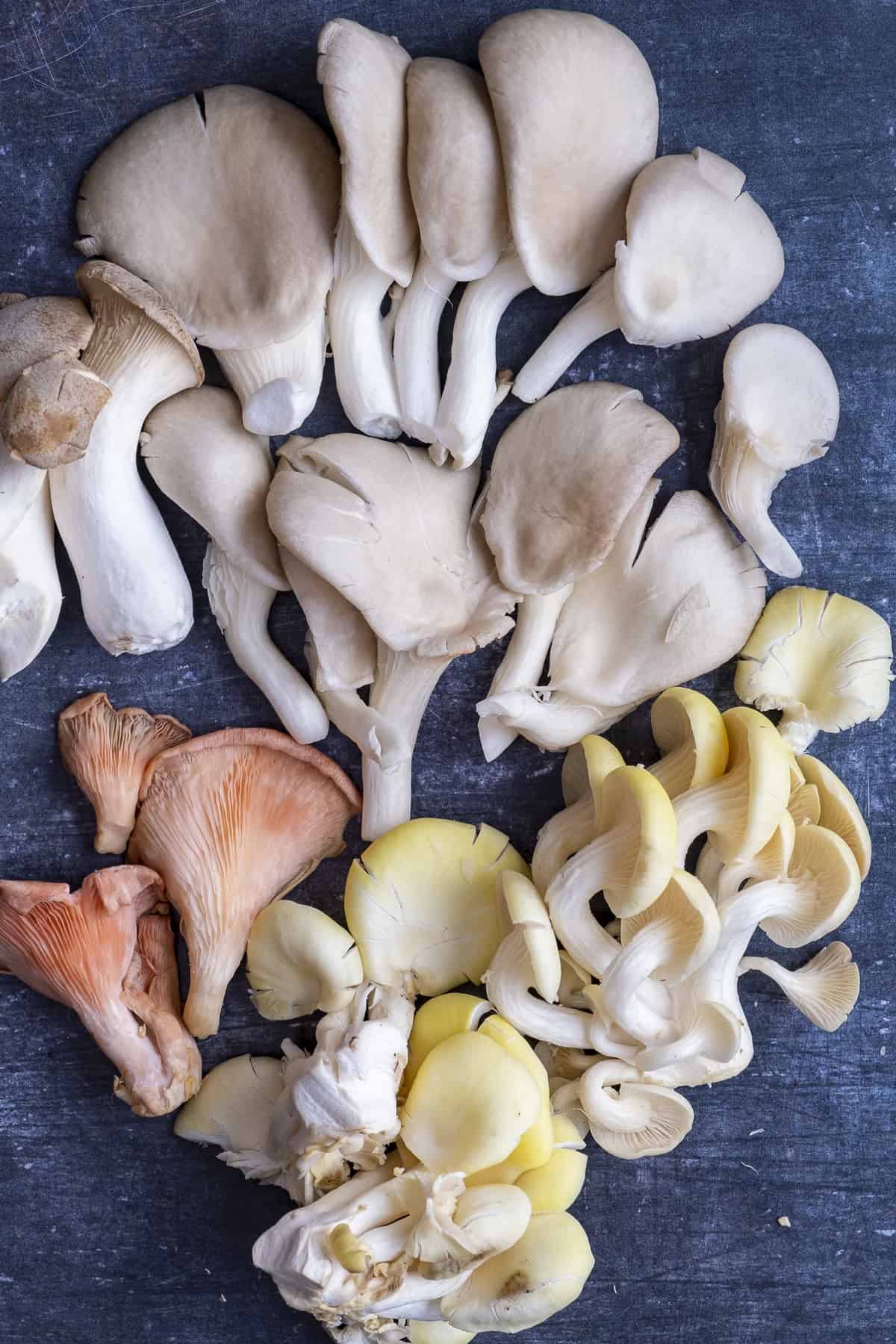 Pink, grey and yellow oyster mushroom types together on a dark background.