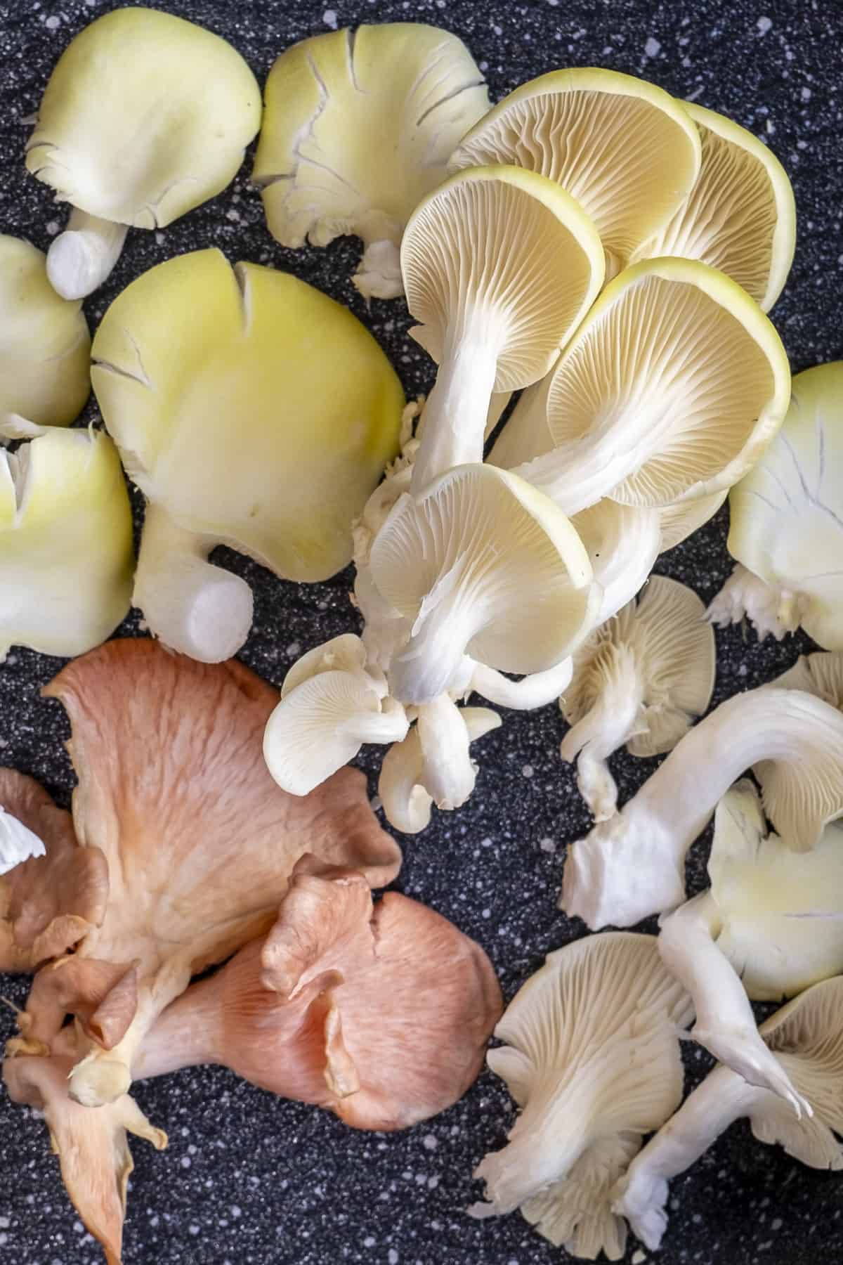 Golden and pink oyster mushrooms on a dark background.