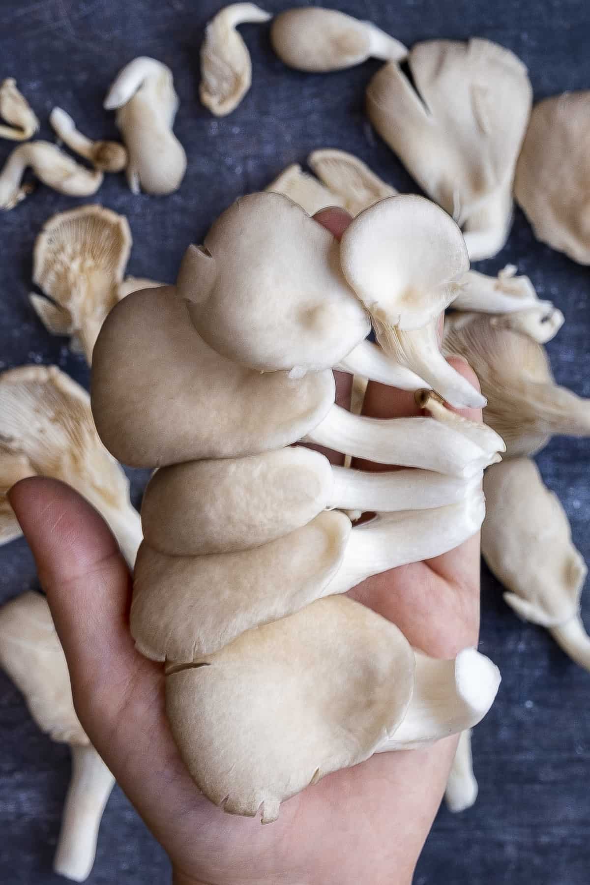 A hand holding grey oyster mushrooms.