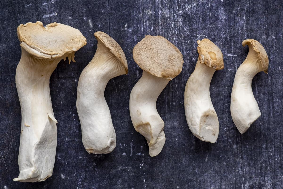 King oyster mushrooms on a dark background.