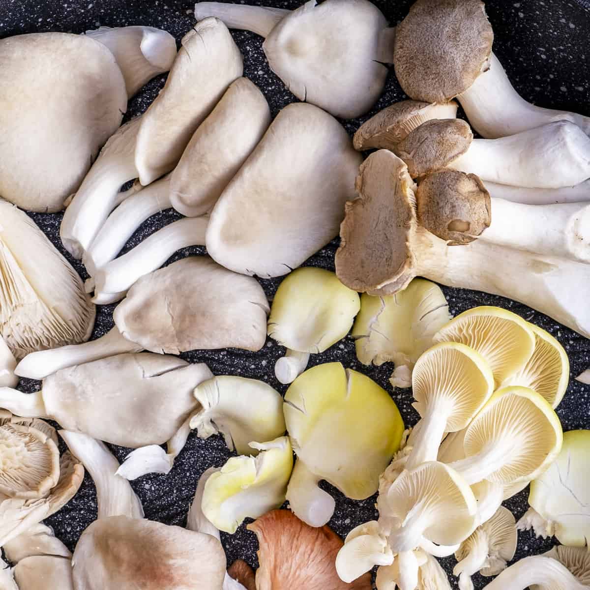 All About Oyster Mushrooms (Types & Uses) - Give Recipe