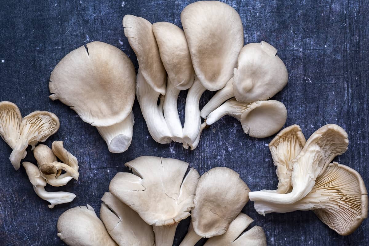 Oyster mushrooms in different sizes on a dark background.